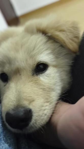 看着我,不知道在想什么。流浪狗黄黄的孩子多米,朋友没法带回家放我这寄养第四天就细小了。多米妈妈黄黄前阵子被外卖电动车撞死了,多米也被撞过2次但是都没事。之前黄黄多米都是在朋友上班地方养,有好心人救助吗?第一天牵回来时候要咬我,现在竟然灌药测cpv都不干我,发完抖音我还要给他打消炎针,我之前那只母狗就是这样救的,但是母狗都好了一阵子了,家里都没有传染,不知道多米怎么得的。。。#狗狗 #动物救助#流浪狗