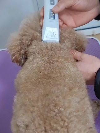宠物店用的同款电推,顺畅不卡毛,泰迪比熊萨摩金毛中大型犬猫咪都可以用。#宠物美容#泰迪#萌宠