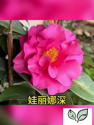 如果你不确定做一件事时,那就抛硬币,如果你想再来一次,那么你已经知道答案了#庭院景观 #山茶花 #爱养花爱生活 #莫奈花园