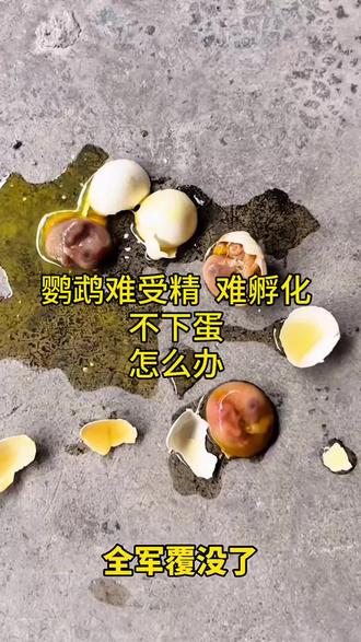 鹦鹉猛踩背多下蛋喂繁殖宝 #鹦鹉繁殖 #鹦鹉不下蛋 #鹦鹉踩背 #鹦鹉 #萌宠出道计划 @中国三农发布 @抖音作者助手