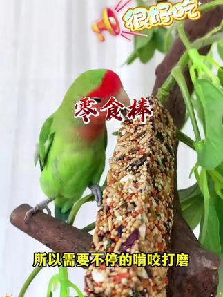 自从鸟笼里挂上了这个#零食棒 ,小鸟的嘴就没停下过#养鸟