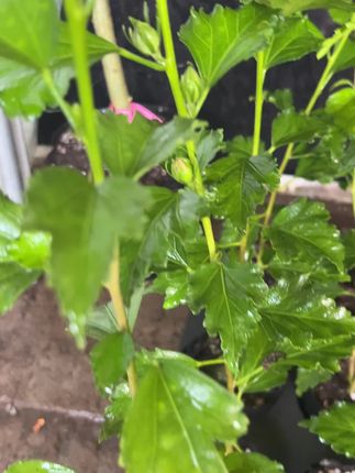 木槿花小杯苗30-60厘米之间高,99%的苗都带花苞,视频中的苗为:薄荷冰沙,粉色雪纺,红色酒馆,30元3株