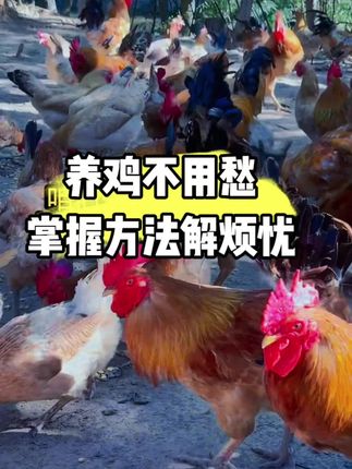 养鸡不用愁,掌握方法解烦忧#科学养鸡#三农#养鸡知识#驱虫