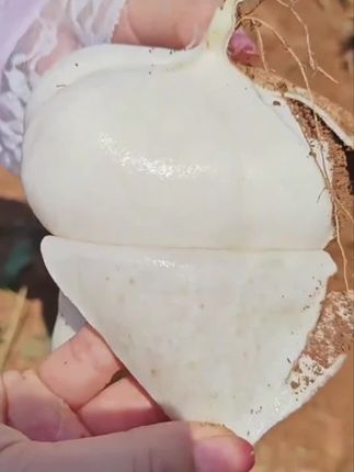 现挖现发货,脆嫩多汁,清甜解腻#贵州地萝卜 #凉薯地瓜