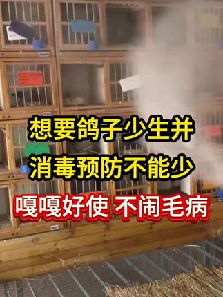 想要鸽子少生病消毒预防少不了 #鸽舍消毒用什么 #养鸽消毒 #鸽舍消毒剂