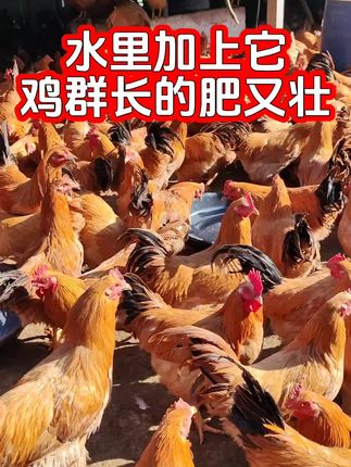 #养鸡知识 #三农养殖 #养鸡小妙招 #养鸡技术