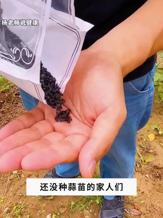 四季宽叶红根蒜苗种子#蒜苗种子 #蒜茁 #种蒜苗 #阳台小院均可种植 #种子