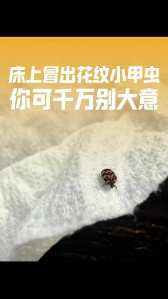 床上莫名冒出带花纹小甲虫,千万别大意! 床上莫名冒出带花纹小甲虫,千万别大意!
如果床上、窗台频繁出现芝麻大小的花纹小虫,那就是小圆皮蠹。
这类虫子多是家中幼虫开春羽化而来,并非室外飞入。小圆皮蠹会啃食衣物、家具,还以人体皮屑、毛发为食。
成虫羽化后很快交配产卵,在卧室快速大量繁殖,拖延只会越变越多。
家中发现皮蠹一定要及时处理:用专用皮蠹杀虫剂,喷洒床垫、床板、墙角缝隙及虫类活动区域,形成隐形防护药膜,成虫幼虫一并灭杀。
药剂无色无味、温和安全,每 7 天喷一次,即可有效消杀预防。
#小圆皮蠹 #皮蠹幼虫 #皮蠹专用杀虫剂 #家里出现小圆皮蠹怎么办 #床上出现带花纹的小甲虫
