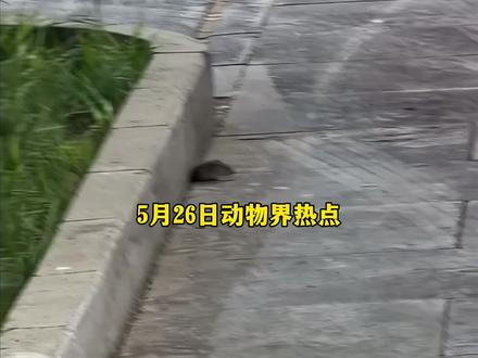 5月26日动物界热点信息 #热点 #热点新闻事件
