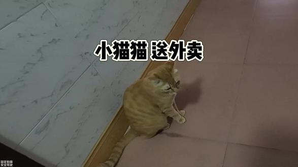 别管什么方向 总是向快乐出发 #外卖小哥 #猫咪