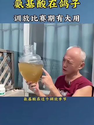 氨基在比赛中的大用#肉鸽养殖 #赛鸽比赛 ≠新疆翻翻