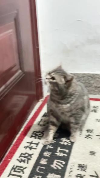 家人们,下班发现一只流浪猫(流浪很久了没有主人)看他可怜给他喂了点吃的,然后一直跟着我不走了,跟到了家门口,但是我只是一个实习生,朋友说养它得去医院做检查,实习工资很少没有能力养它但是我一开门回家就进去,不然就一直在门口坐着,怎么办呀家人们!