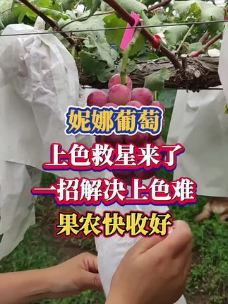 妮娜葡萄上色救星来了!一招解决上色难,果农快收好#优质农产品 #妮娜葡萄#上色技巧 #三农 #葡萄种植