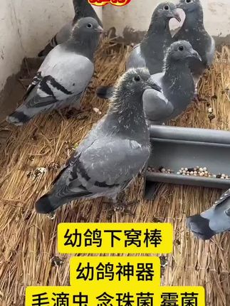 #鸽子 #养鸽人 #信鸽赛鸽 #信鸽 #又在骗我养鸽子