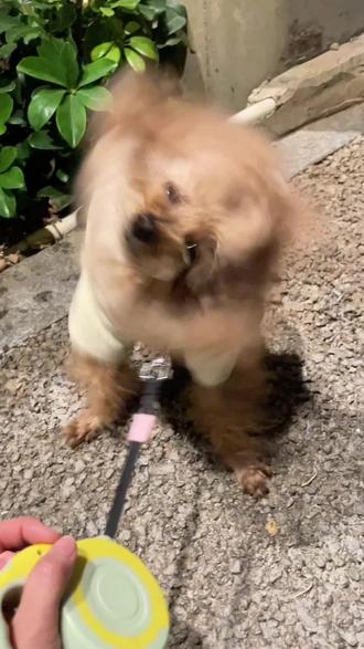 泥..没事吧#搞笑#抽象#狗狗#全抖音寻找玩法合伙人 #抖音玩法合伙人计划 @DOU+小助手 @DOU+上热门