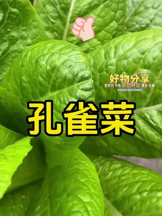 谁懂啊!种一次就爱上的“懒人蔬菜”孔雀菜 🌱播种超简单,把种子撒在湿润土里,盖层薄土等发芽就行,不用特意挑天气,阳台、小花园都能种。出苗后基本不用管,浇水频率比绿萝还低,夏天耐晒、冬天也能扛点小低温,手残党也能轻松hold住。 关键是长得快!种下20多天就能掐嫩叶吃,越掐越旺,一茬接一茬。叶片脆嫩得能掐出水,生吃比生菜甜、比油麦菜软,裹沙拉、涮火锅、清炒都绝,全家都夸比超市买的新鲜。 #蔬菜种子 #孔雀菜 #三农 #优质农产品 #农业种植