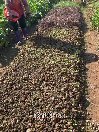 #羊粪有机肥#发酵纯羊粪#有机肥#纯羊粪#农家肥