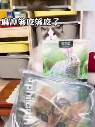 “猫咪不问出处,吃饱便是归宿。”古人云:“仓廪实而知礼节”,我家主子也是这般道理~ 🐱💖 ,#宠物猫 #宠物狗 #小猫打架