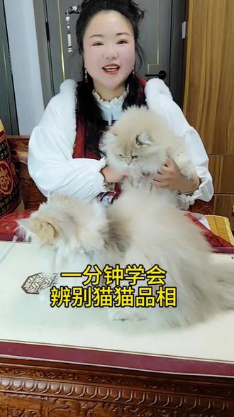 #猫里猫气 #猫品相鉴定 #猫咪日常 一分钟带新手宝宝了解猫咪品相