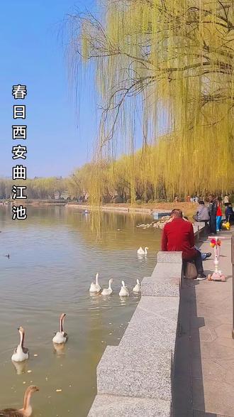 春日西安曲江池遗址公园,花红柳绿的景象让人陶醉。