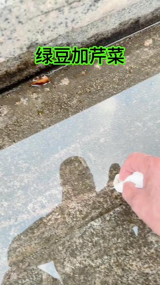 绿豆加芹菜真的非常可爱,