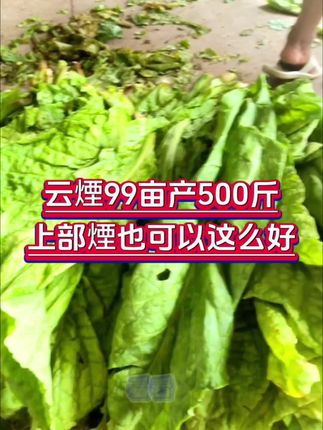 #烤烟种植技术与管理 云烟系列种到500斤一亩,采烤到上部烟房房黄金叶的秘诀,赶紧来看看#烤烟种植 #烤烟提质增产 #黄老头 #烤烟高产秘诀