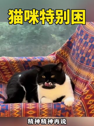 猫咪特别困 #动物的迷惑行为 #每日一笑