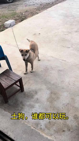 土狗,见人就玩,好玩的狗狗。#有灵性的狗狗 #本村最靓的狗 #不养狗不知养狗的乐趣 #这狗是真的狗呀 #狗狗的灵性超乎人类的想象