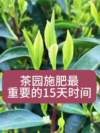 茶树施肥最重要的15天#茶树种植#茶园管理