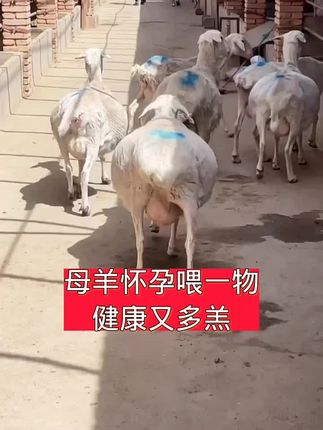 #养殖场必备