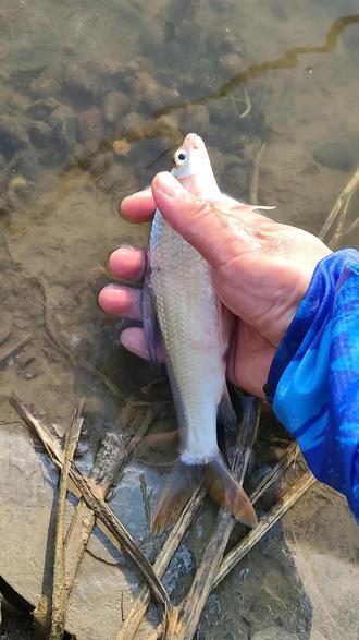 雨后气压低,没有迎来上周的连杆窗口期。目标鱼依然是似刺鳊鮈!#爱生活爱钓鱼 #钓鱼的乐趣只有钓鱼人懂
