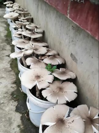 #鸡枞菌 #鸡枞菌菌种 #捡菌子的乐趣