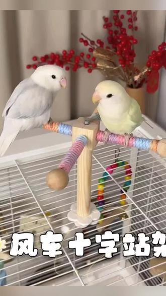 #鹦鹉旋转风车#鹦鹉玩具#风车#小鸟玩具#好物推荐 站杆玄凤牡丹虎皮啃咬磨牙空中玩具鸟笼装饰用品