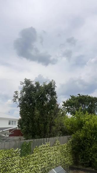 维州松果在维州3#松果蜥 #松果蜥养殖知识#爬宠小知识#爬宠日常vlog #爬虫动物