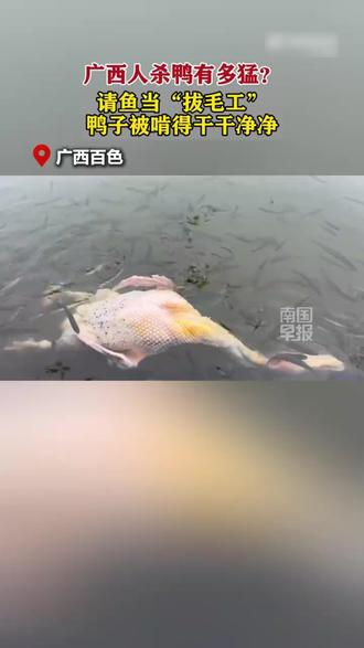 广西人过年请小鱼帮忙收获白条鸭 2月14日,广西百色一网友杀鸭拔毛到一半,直接把鸭子扔进河里请小鱼当“拔毛工”。当事人陆先生笑称:大毛差不多拔完了,剩下细碎的毛就交给鱼处理,没想到这群小白条太给力最后把鸭子拔得干干净净。网友:最后再把小鱼一网捞上来加个菜?