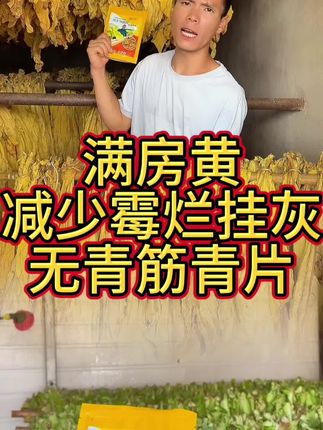 满房黄减少霉烂挂灰,无青筋青片#满房黄少霉烂青筋挂灰 #高老师讲烤烟 #叶连根组合