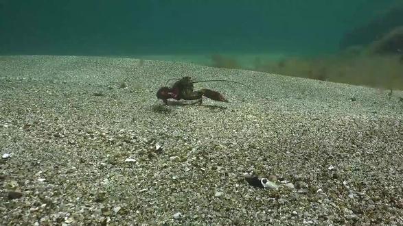 从“能聊天”到 “能干活” openclaw的11个必备skill