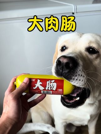 含肉量满满的大肉肠!宝贝们香迷糊啦! #拉布拉多 #佩妮