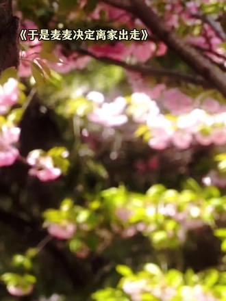 我怎么会遗弃他呢 #于是麦麦决定离家出走#广播剧#猫耳fm#cv#声优