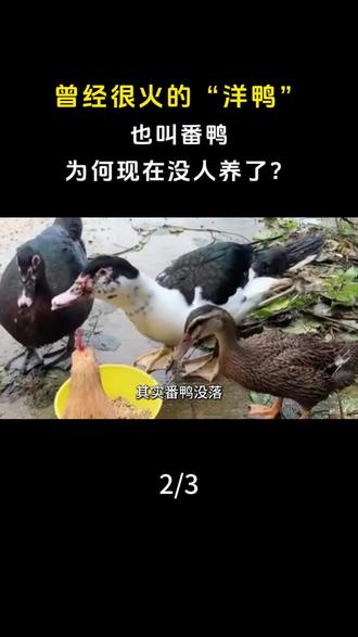 曾经很火的“洋鸭”,也叫番鸭,为何现在没人养了? #洋鸭#番鸭#三农#家禽#科普