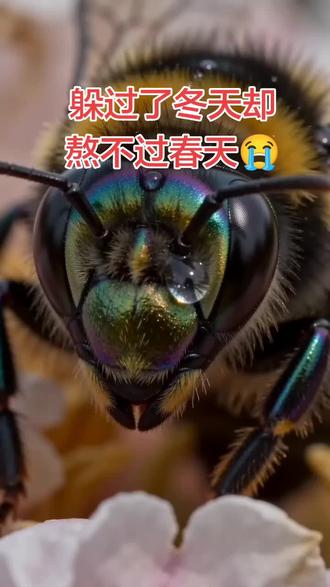 中国军号:暗战无声,全民皆兵,各自为战,独立自主,嘎小短腿,保家卫国,保护自己的家园。#创作者服务中心 #创作灵感