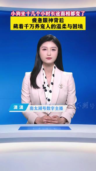 小狗坐十几个小时长途面相都变了,疲惫眼神背后藏着千万养宠人的温柔与困境(制作:小文)