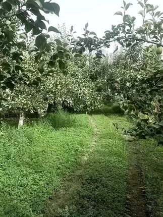 #优质农产品 #新鲜采摘 库尔勒香梨