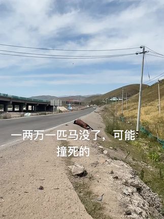 #新疆 #马