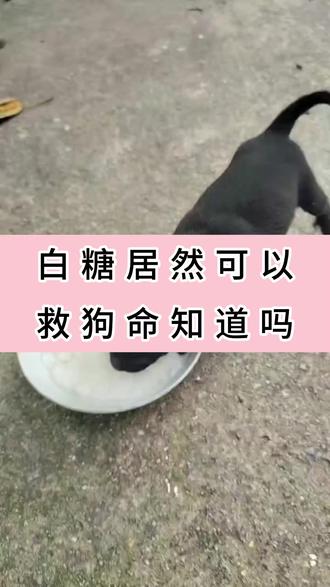 白糖居然可以救狗命知道吗 白糖居然可以救狗命知道吗#养狗人 #养狗经验分享