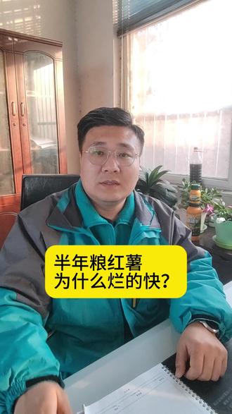 半年粮红薯,为什么烂的快? #粮食 #三农种植 #农业 #根力多菌碳肥