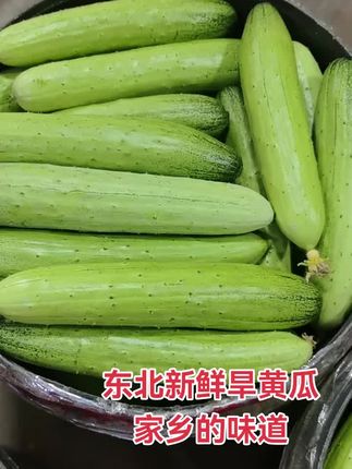 #旱黄瓜 #黄瓜 #现摘现发新鲜到家 #快来一起尝个鲜 #抖音入手的好东西