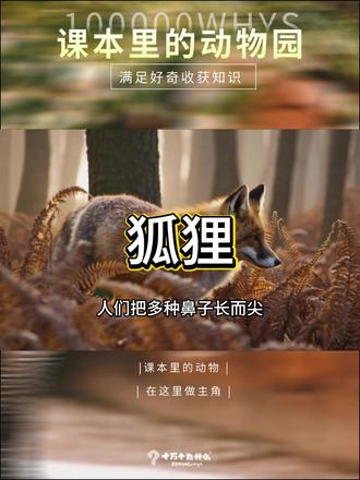 课本里的狐狸有你了解吗? #神奇动物在抖音 #自然 #动物百科