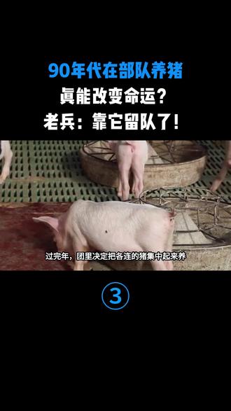90年代在部队养猪,真能改变命运?老兵:靠它留队了!