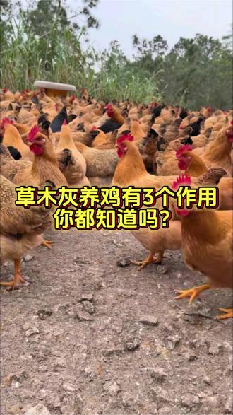 草木灰养鸡有3个作用,你都知道吗?#养鸡 #养鸡人 #养殖
